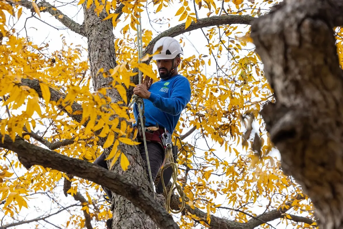 Skilled Emergency Tree Service crew working in Spofford
